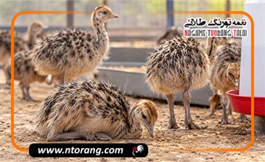 جوجه شترمرغ بی‌حال شده؛ علت چیست و چه زمانی باید نگران شد؟